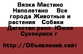 Вязка Мастино Наполетано  - Все города Животные и растения » Собаки   . Дагестан респ.,Южно-Сухокумск г.